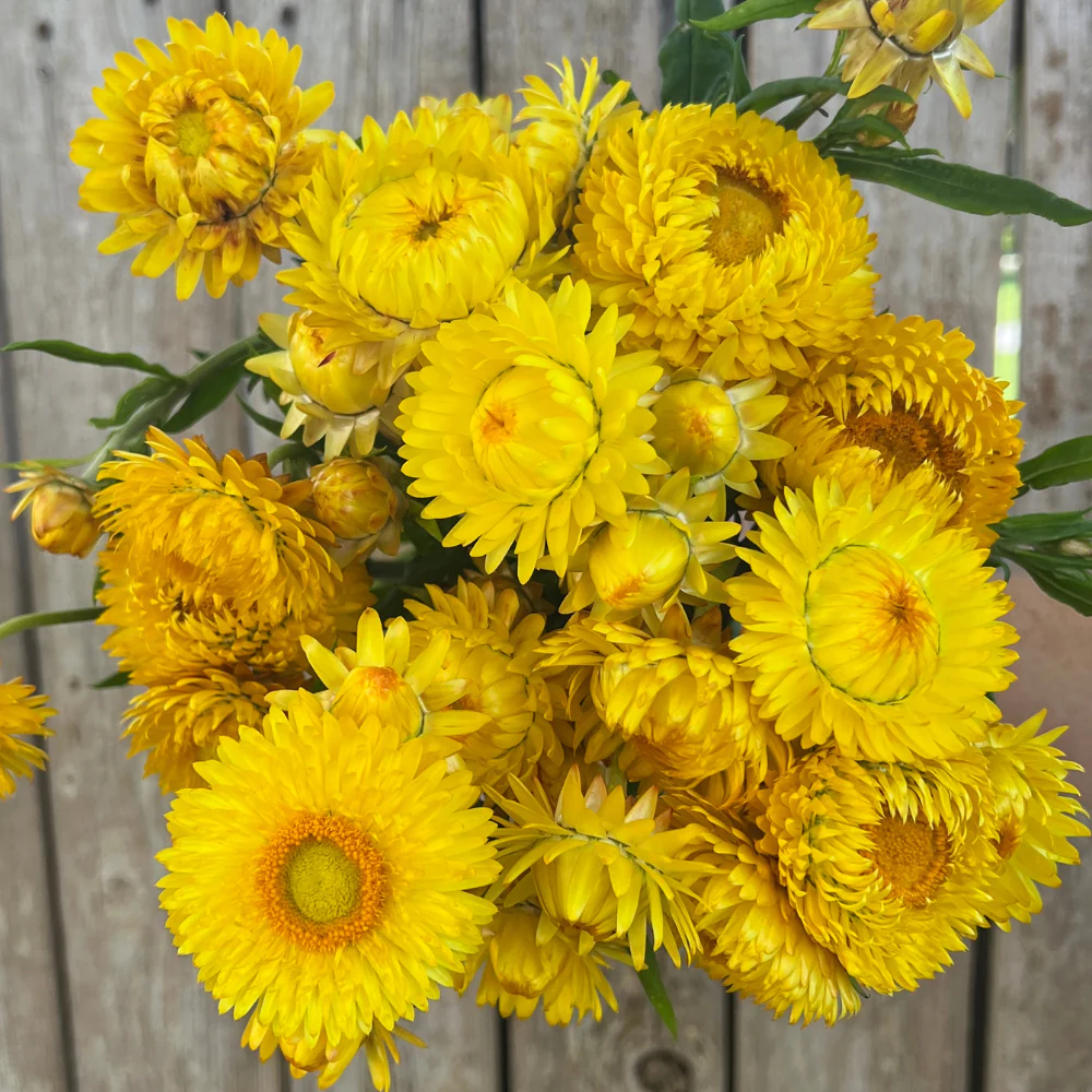 🌼 Strawflower Seeds – Everlasting Beauty for Your Garden! ✨