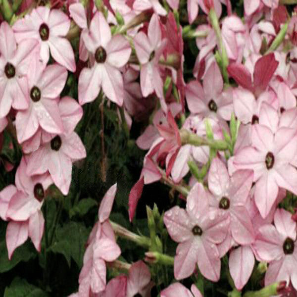 Nicotiana Alata Seeds-chloriseeds
