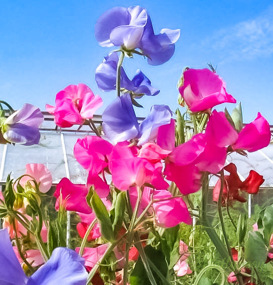 💐Multi Color Sweet Pea Flower Seeds