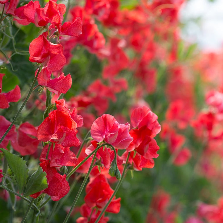 Sweet Pea Flower Seeds 🌸