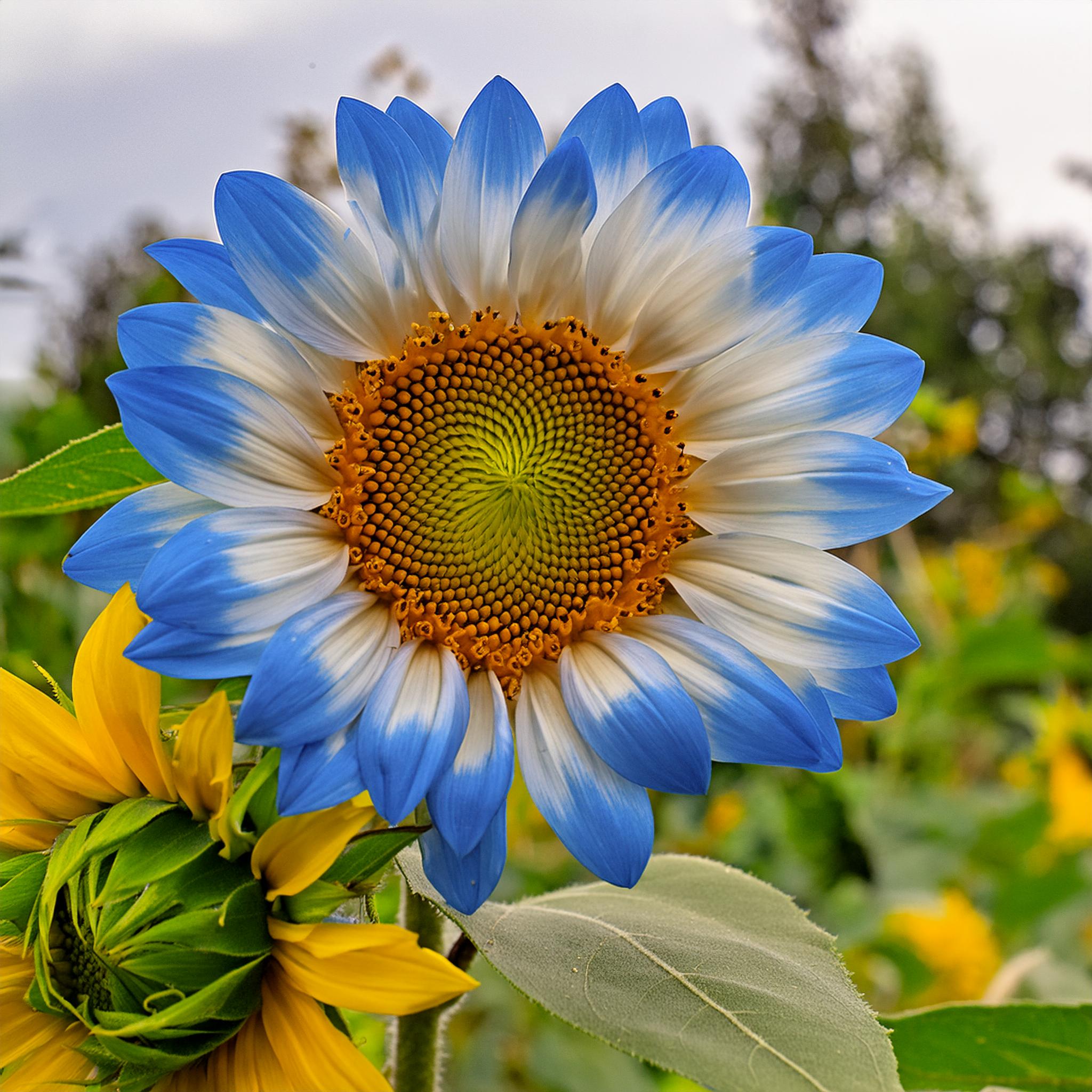 Rare two-color blue sunflower seeds