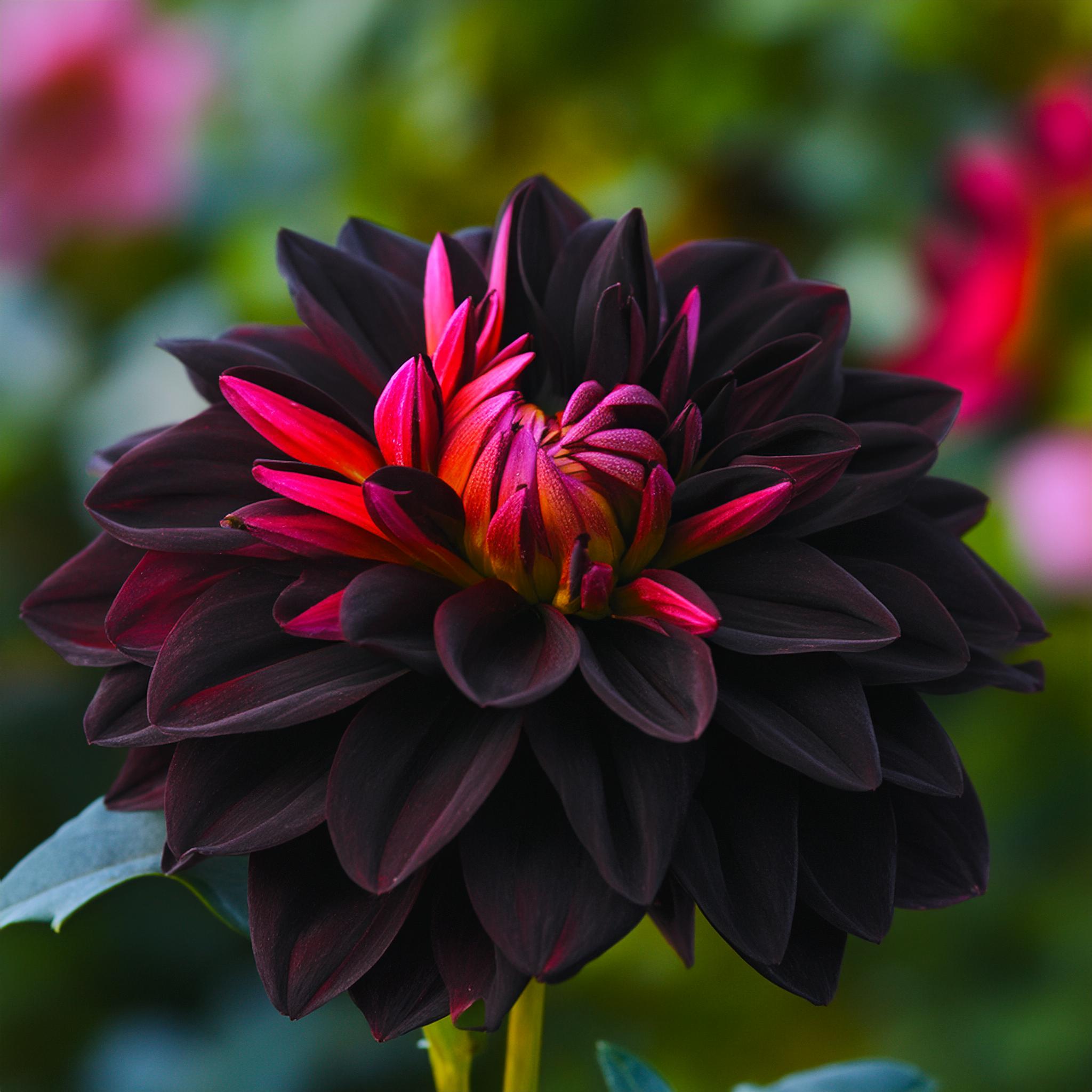 Black Dahlia 20