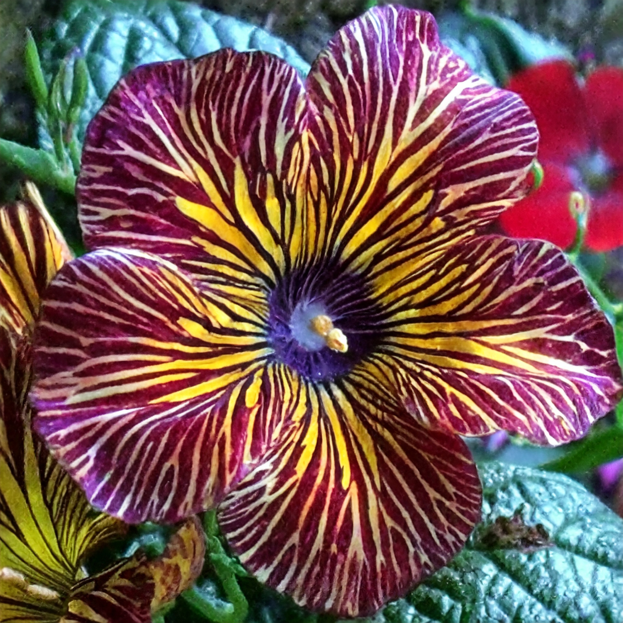 Velvet Trumpet Flower Seeds-Red