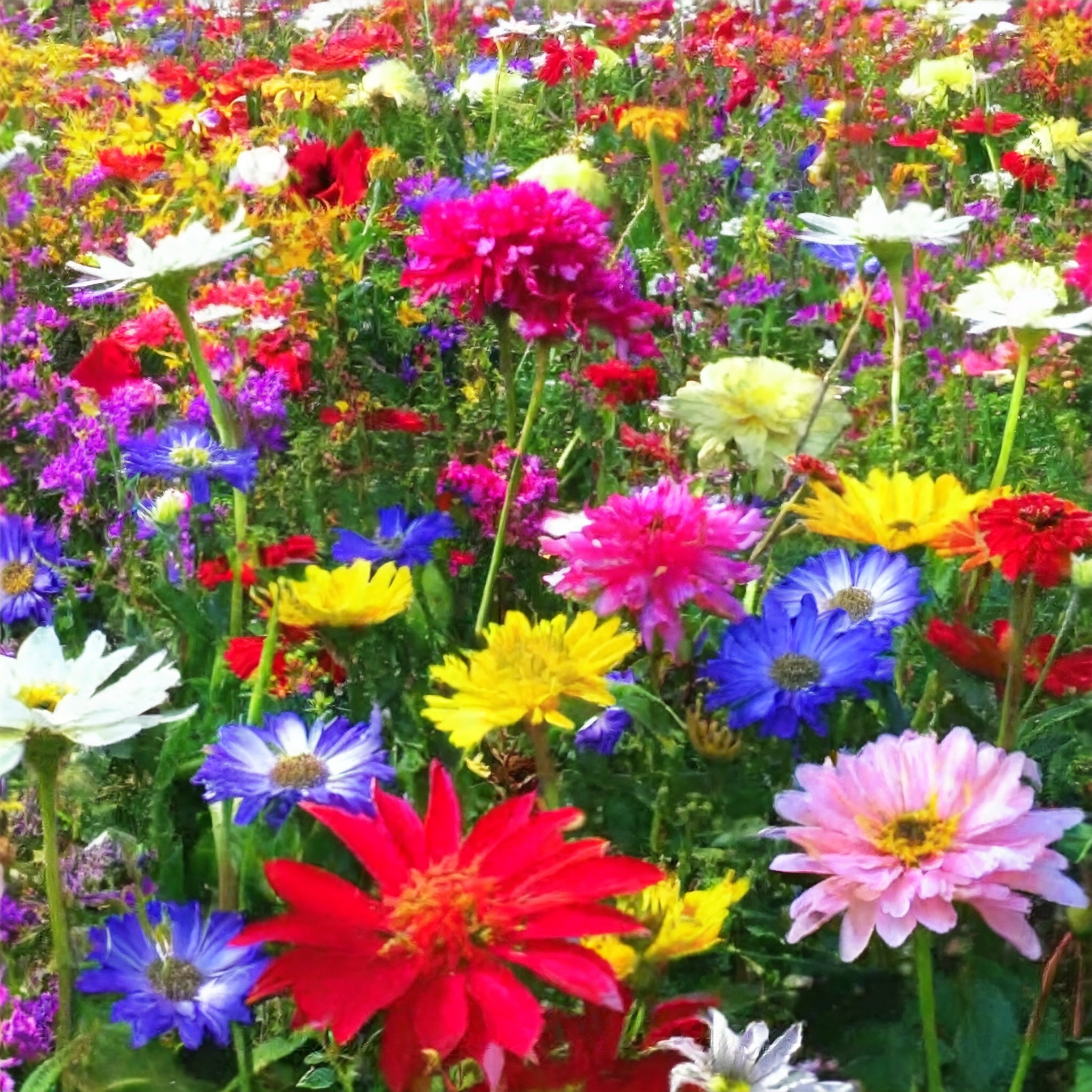 Mixed Seasonal Blooming Flower Seeds - Easy Care-chloriseeds