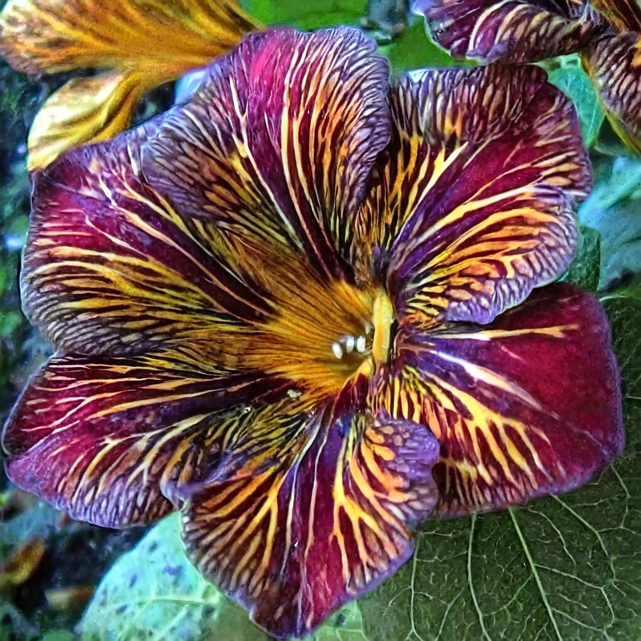 Velvet Trumpet Flower Seeds-Red