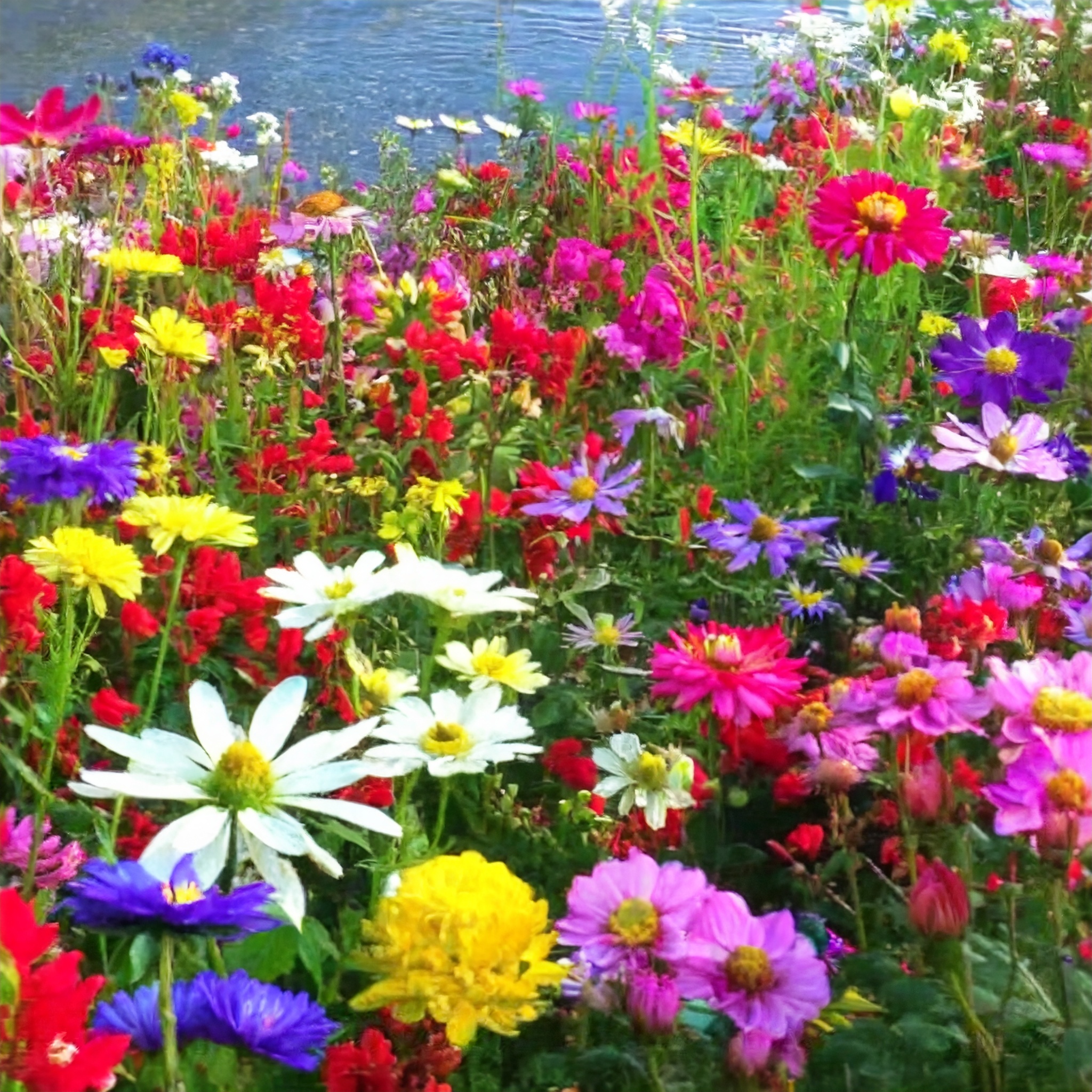 Mixed Seasonal Blooming Flower Seeds - Easy Care-chloriseeds
