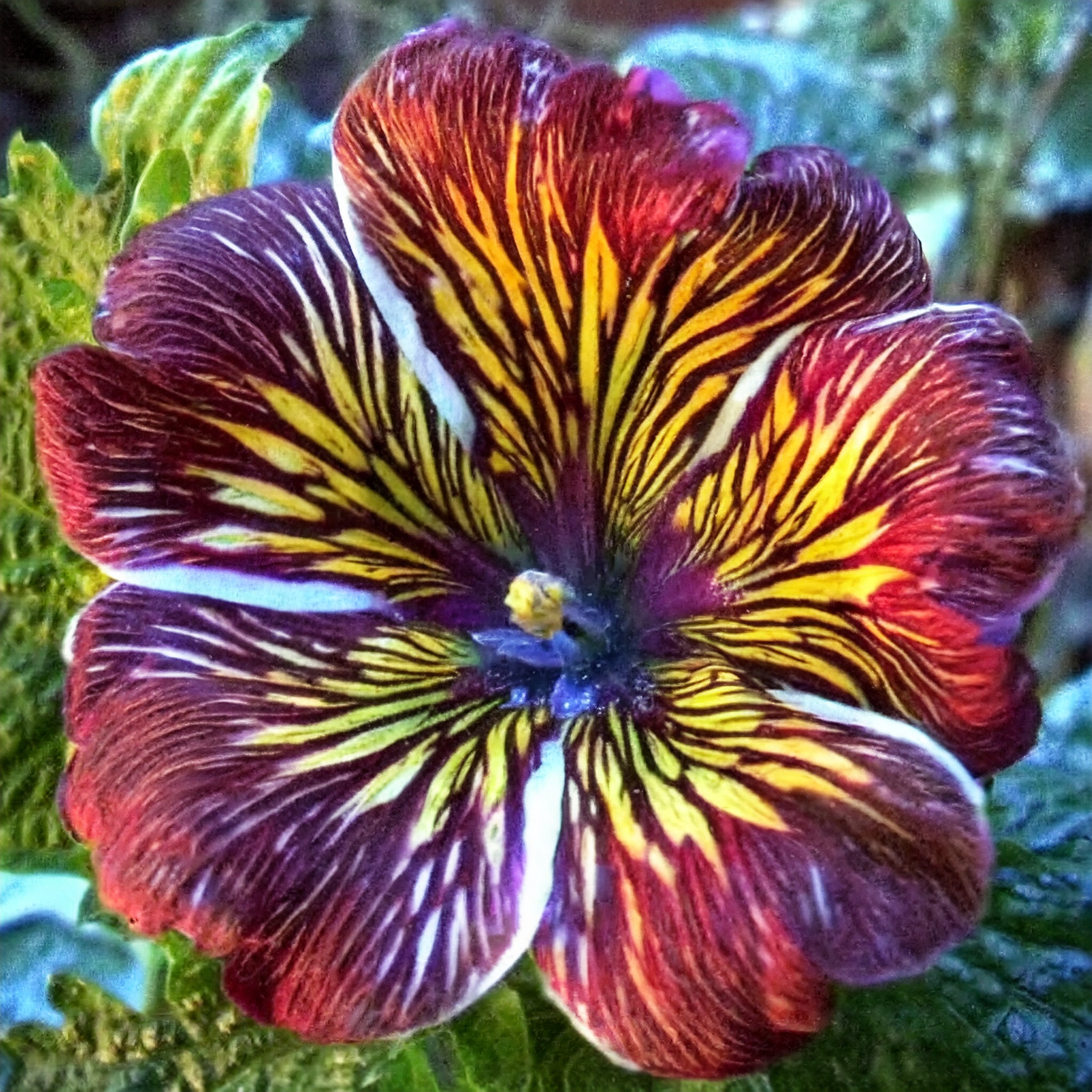 Velvet Trumpet Flower Seeds-Red