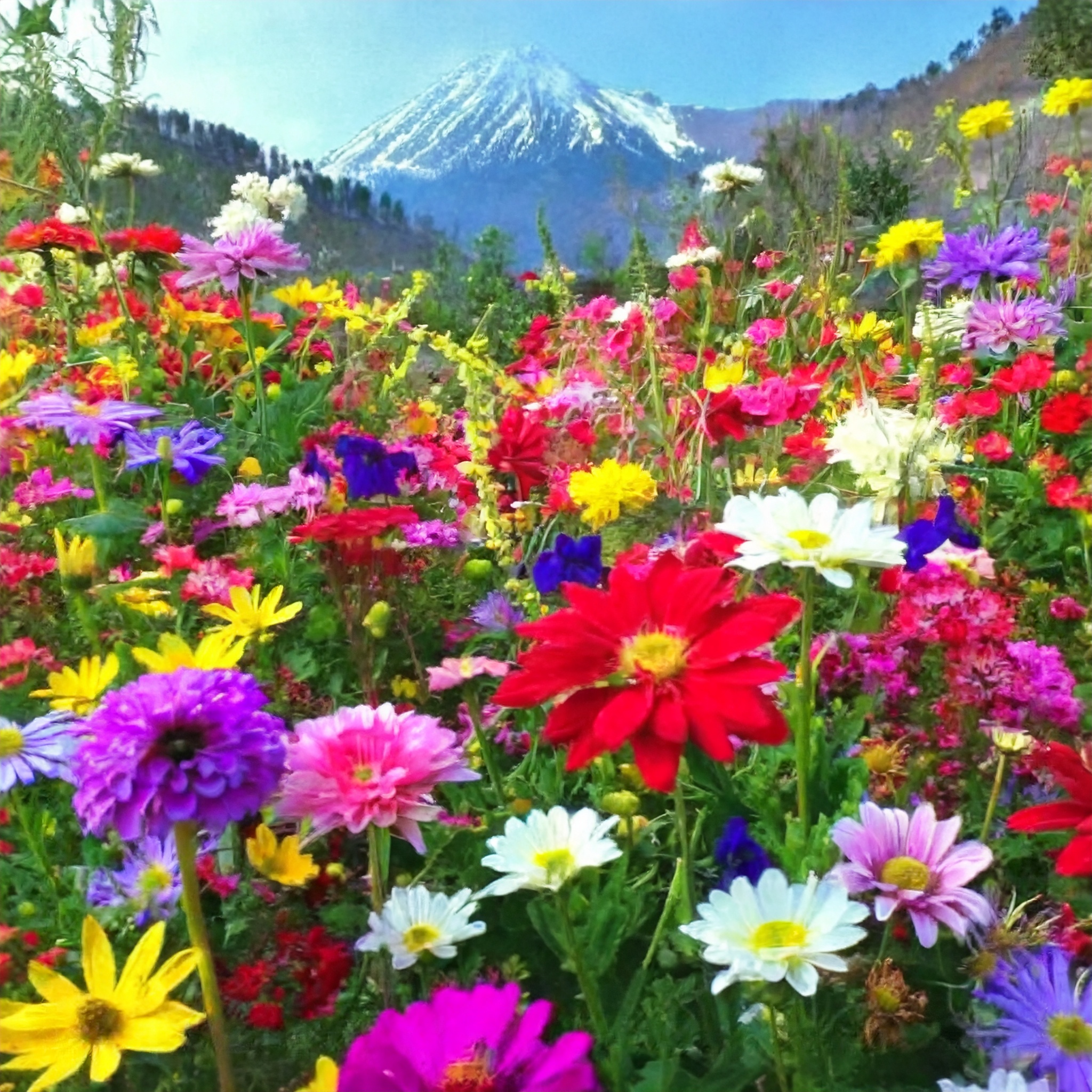 Mixed Seasonal Blooming Flower Seeds - Easy Care-chloriseeds