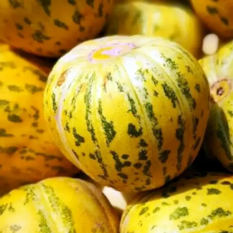Pali Aroma Melons Seeds