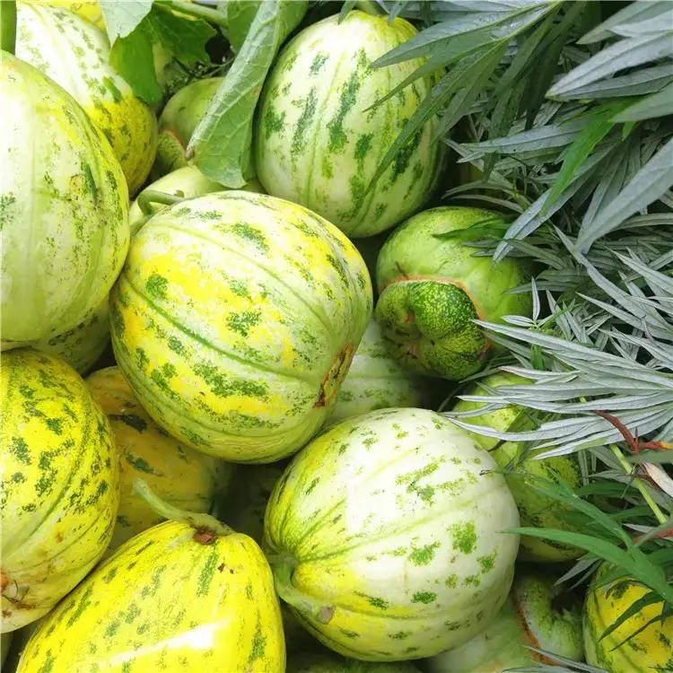 Pali Aroma Melons Seeds