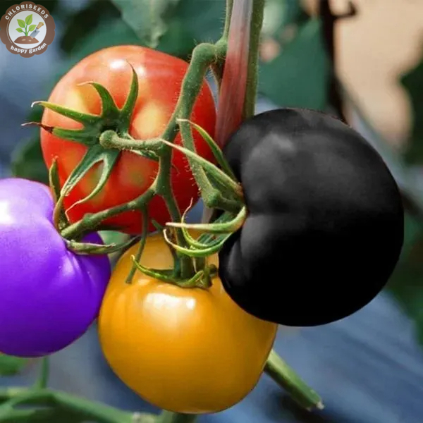 Waterfall Tomatoes Seeds-High Yield