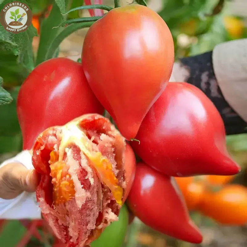 Waterfall Tomatoes Seeds-High Yield