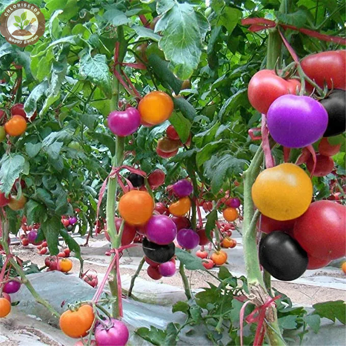 Waterfall Tomatoes Seeds-High Yield