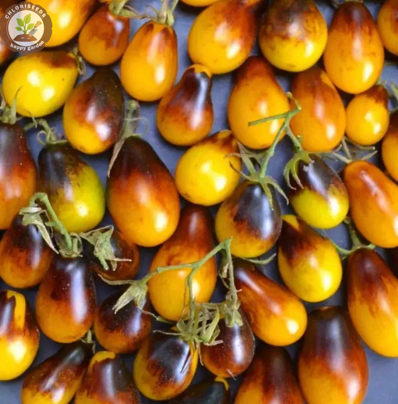 Waterfall Tomatoes Seeds-High Yield