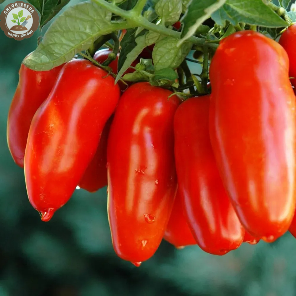 Waterfall Tomatoes Seeds-High Yield