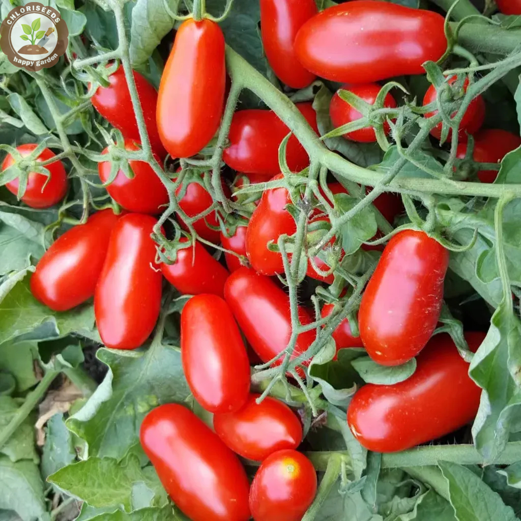 Waterfall Tomatoes Seeds-High Yield