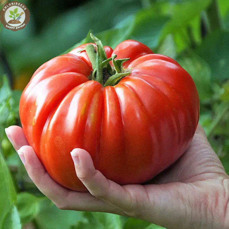 Waterfall Tomatoes Seeds-High Yield
