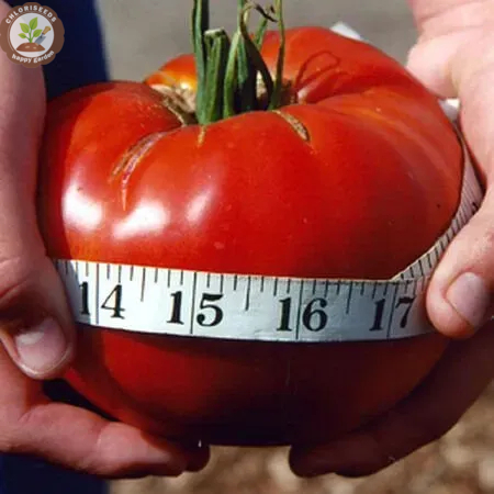 Waterfall Tomatoes Seeds-High Yield