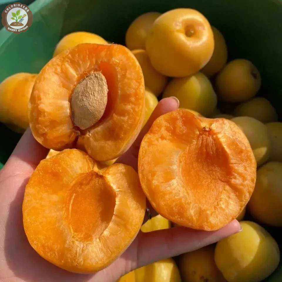 Yellow Apricots Seeds