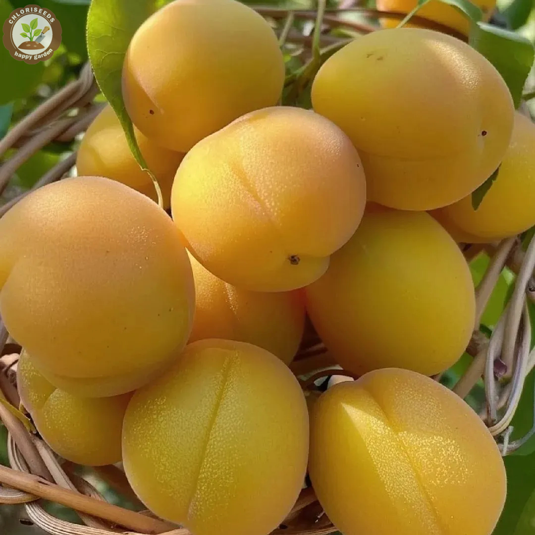 Yellow Apricots Seeds