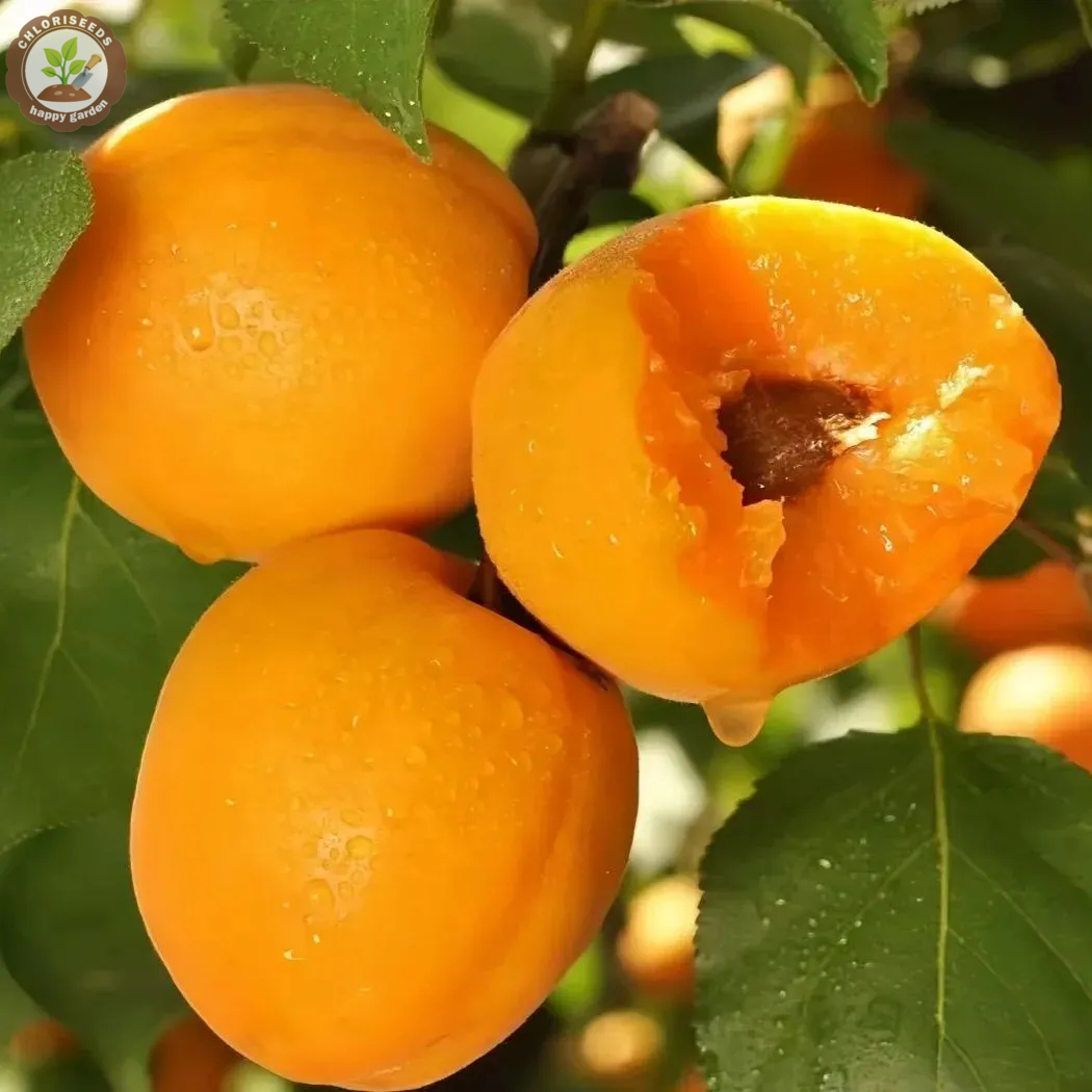 Yellow Apricots Seeds