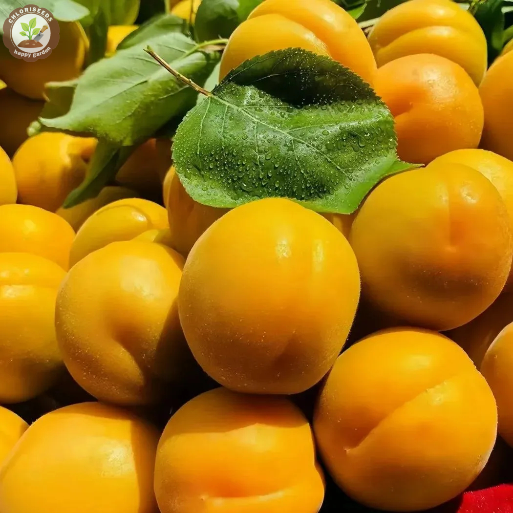 Yellow Apricots Seeds