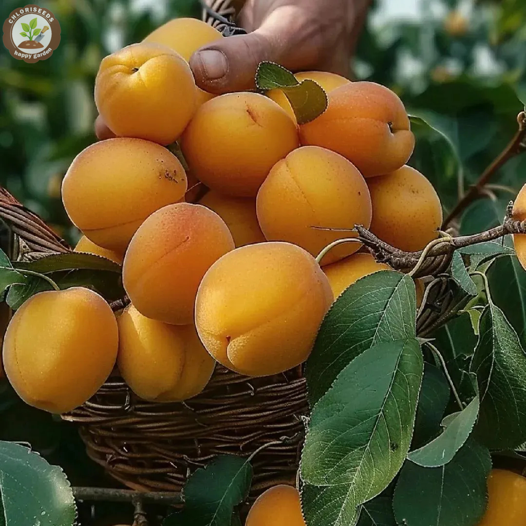 Yellow Apricots Seeds