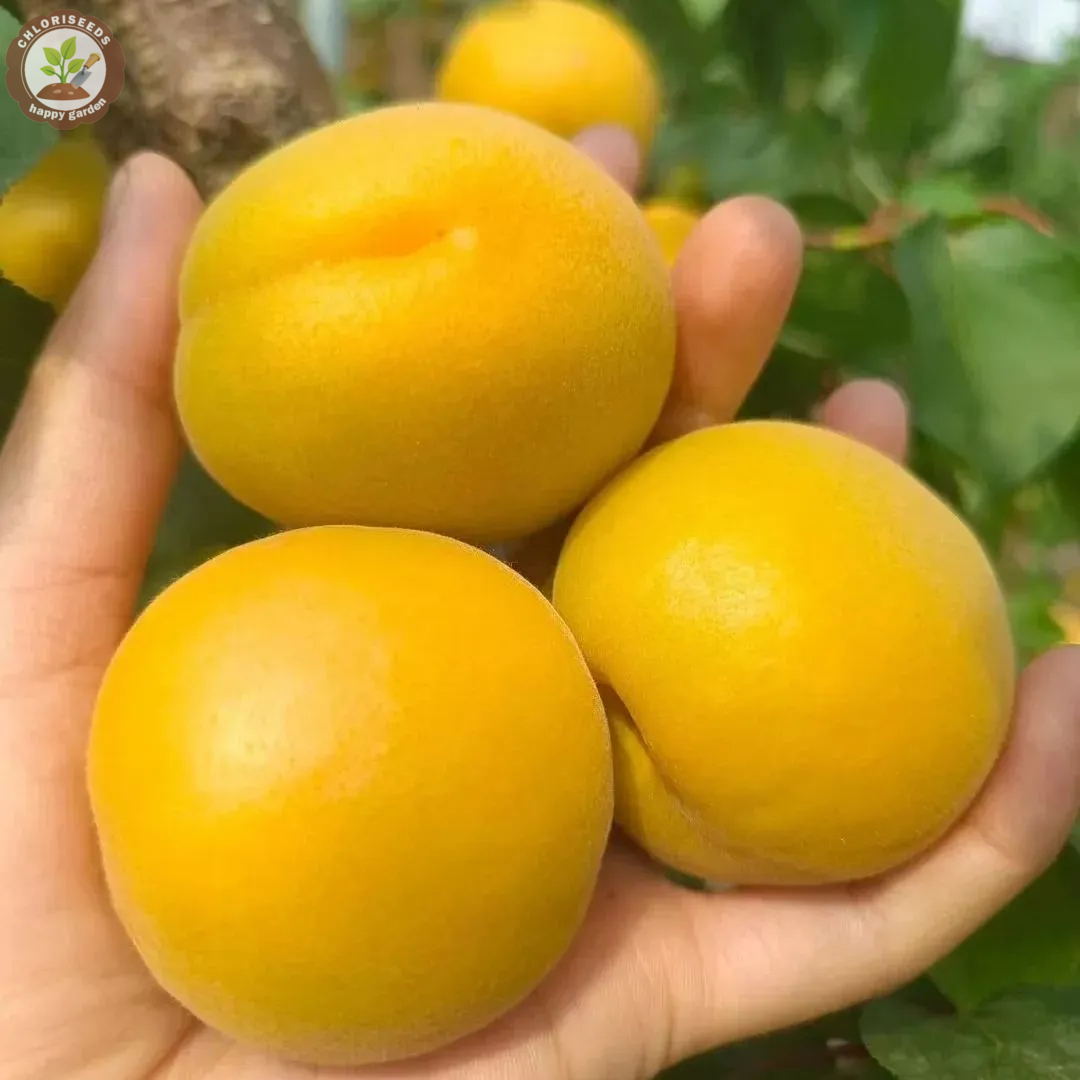 Yellow Apricots Seeds