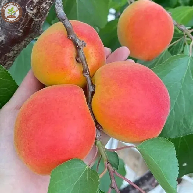 Yellow Apricots Seeds