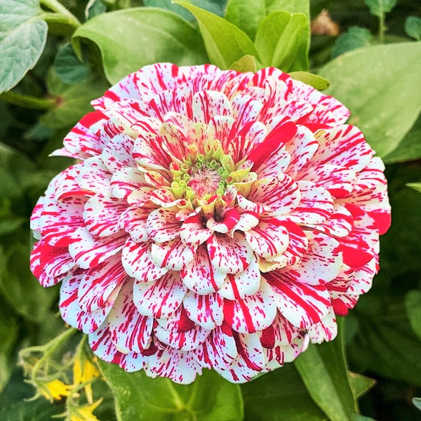 Candy Stripe Zinnia Seeds