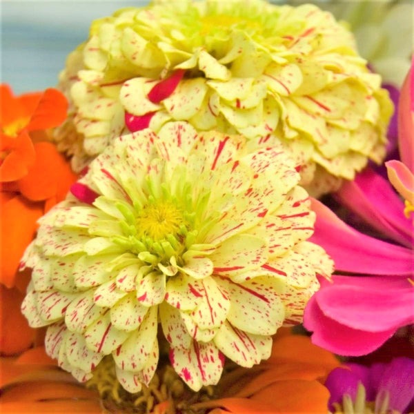 Candy Stripe Zinnia Seeds