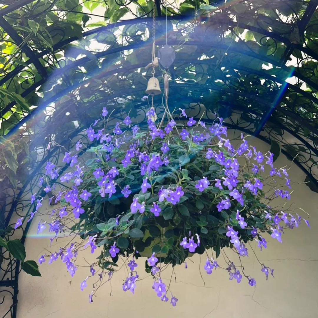 Streptocarpus saxorum Seeds