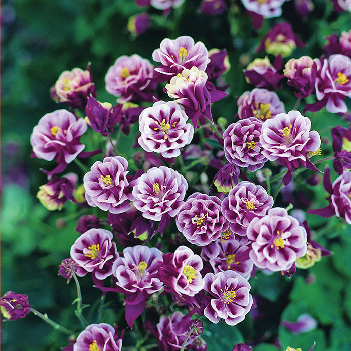 Aquilegia vulgaris 'Double Mix' Seeds