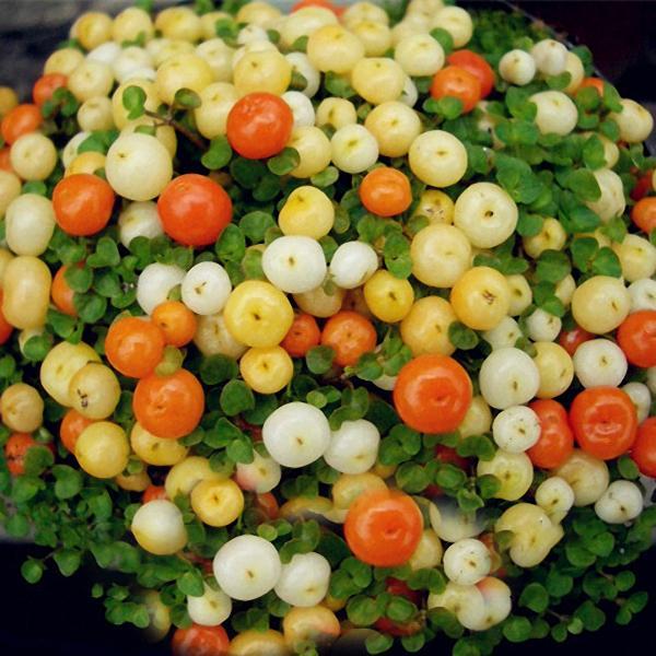 Egrow 50Pcs（100Pcs）/Bag Lamp Beads Grass Seeds Flower Seeds Garden Bonsai Plant for Home Garden Plants-chloriseeds