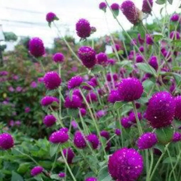 Purple Globe Amaranth Seeds, Gomphrena-chloriseeds