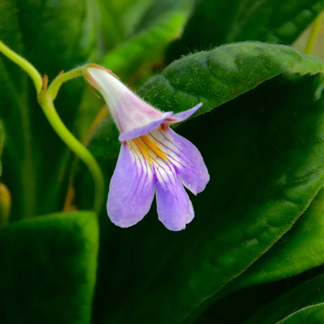Streptocarpus saxorum Seeds