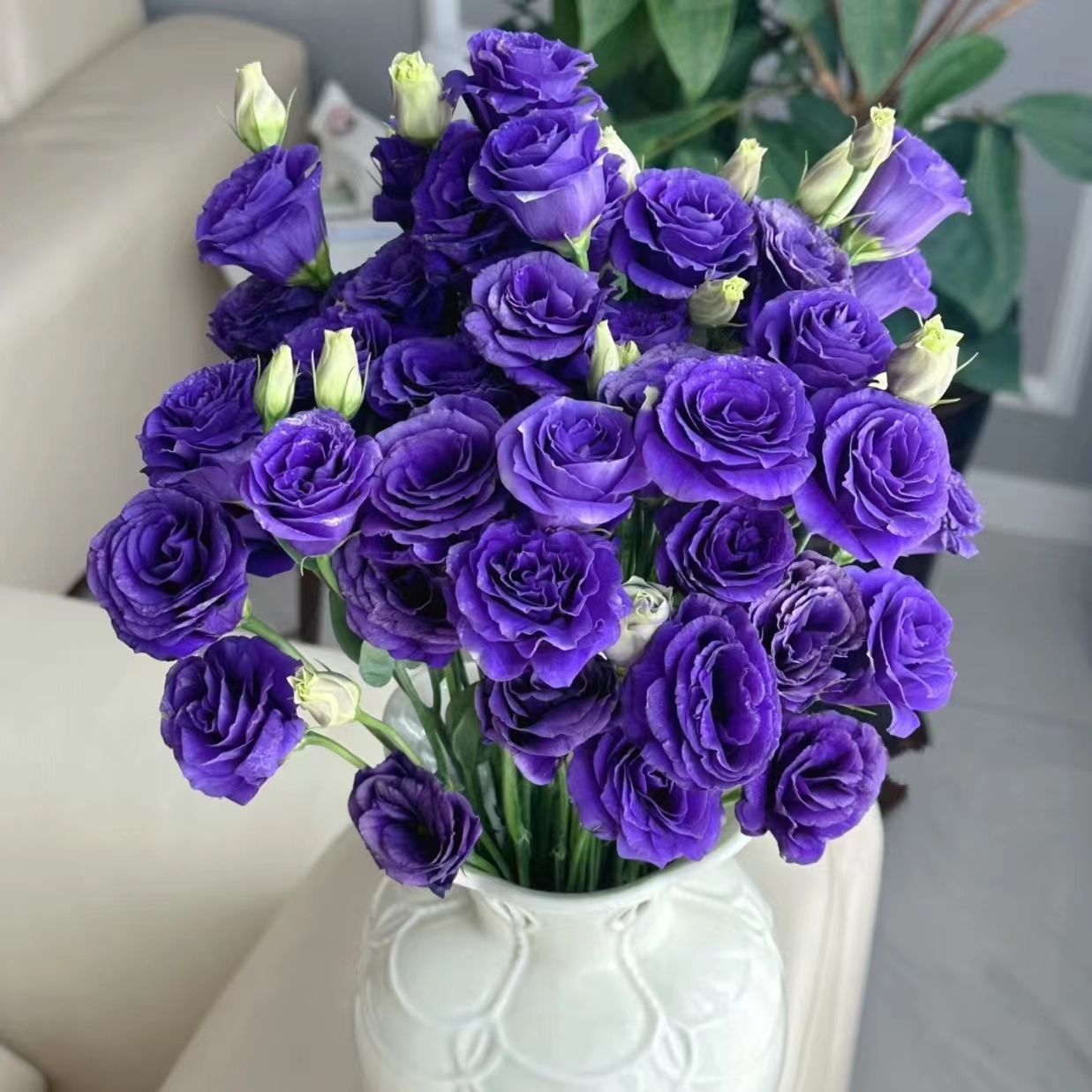 Multicolor Lisianthus(Eustoma grandiflorum) - 200 seeds