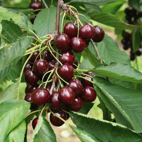 Fully Imported Chilean Chelsea Seeds Sweet Cherry Seeds