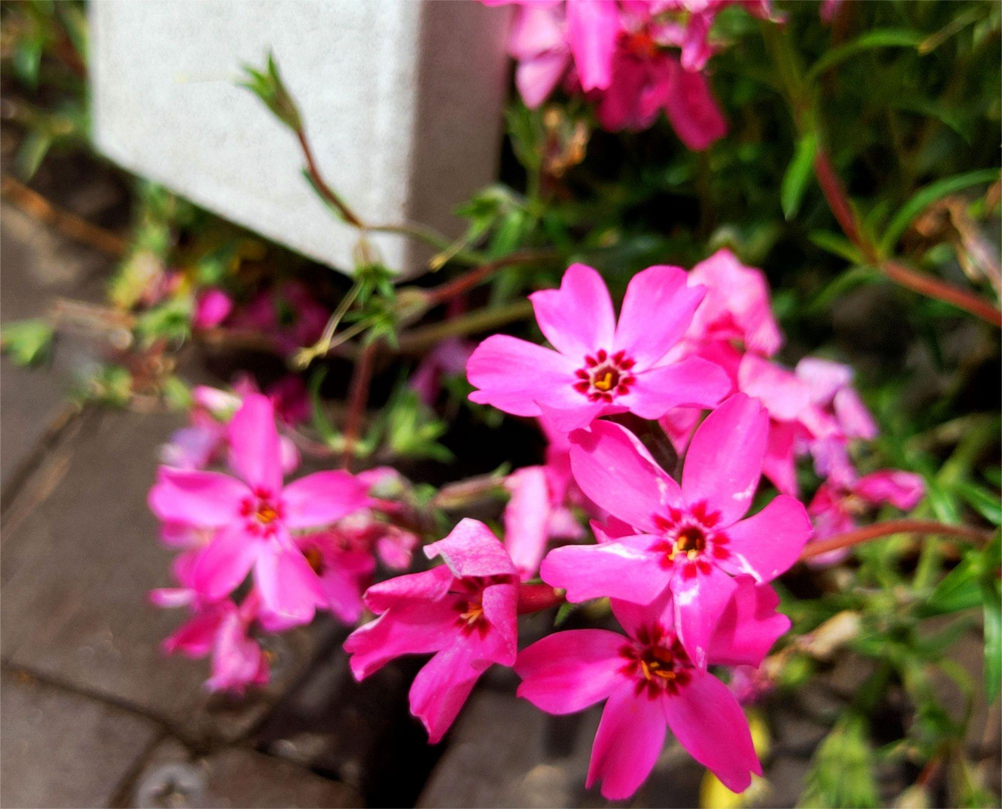 Creeping Phlox:Ground Cherry Blossoms