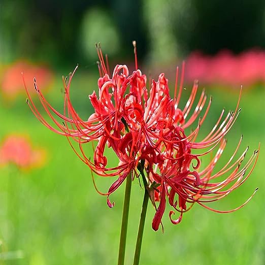 Rare Spider Lily Bulbs  2/5 pcs-chloriseeds