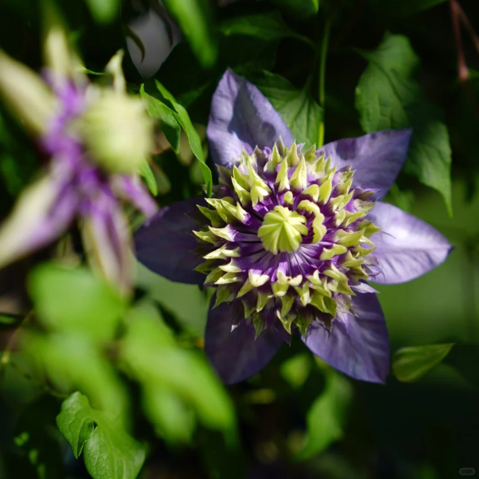 Up to 60%off💥Clematis Taiga Seeds