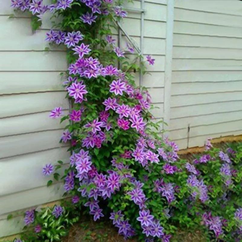 Egrow 50Pcs Clematis Flower Seeds Perennial Vines Climbing Clematis Plant Seed Garden Decoration-chloriseeds