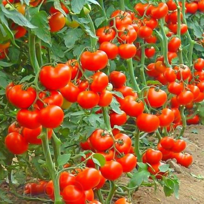 Rare Organic Sweet Million Tomato Tree Seeds