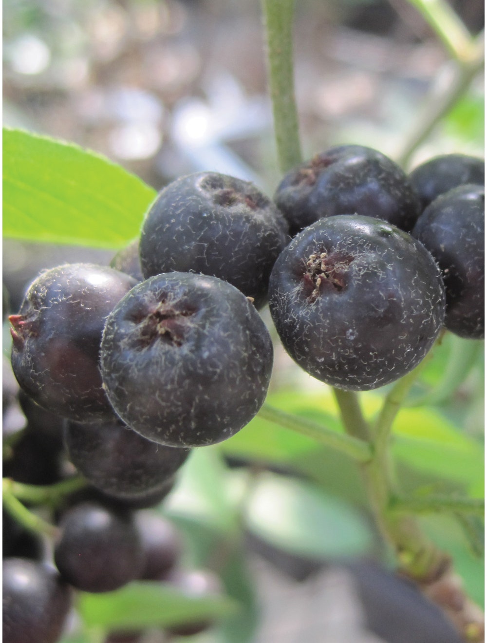 Aronia melanocarpa, Viking-chloriseeds