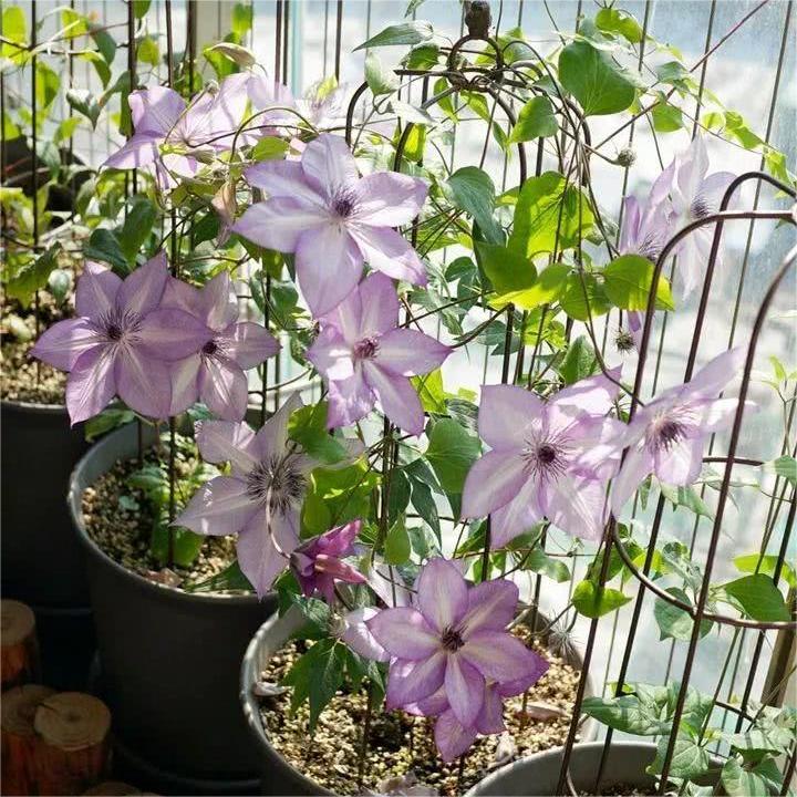 Climbing Clematis Seeds