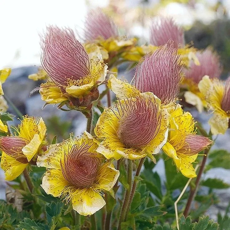 Rare Prairie Smoke Flower Seeds