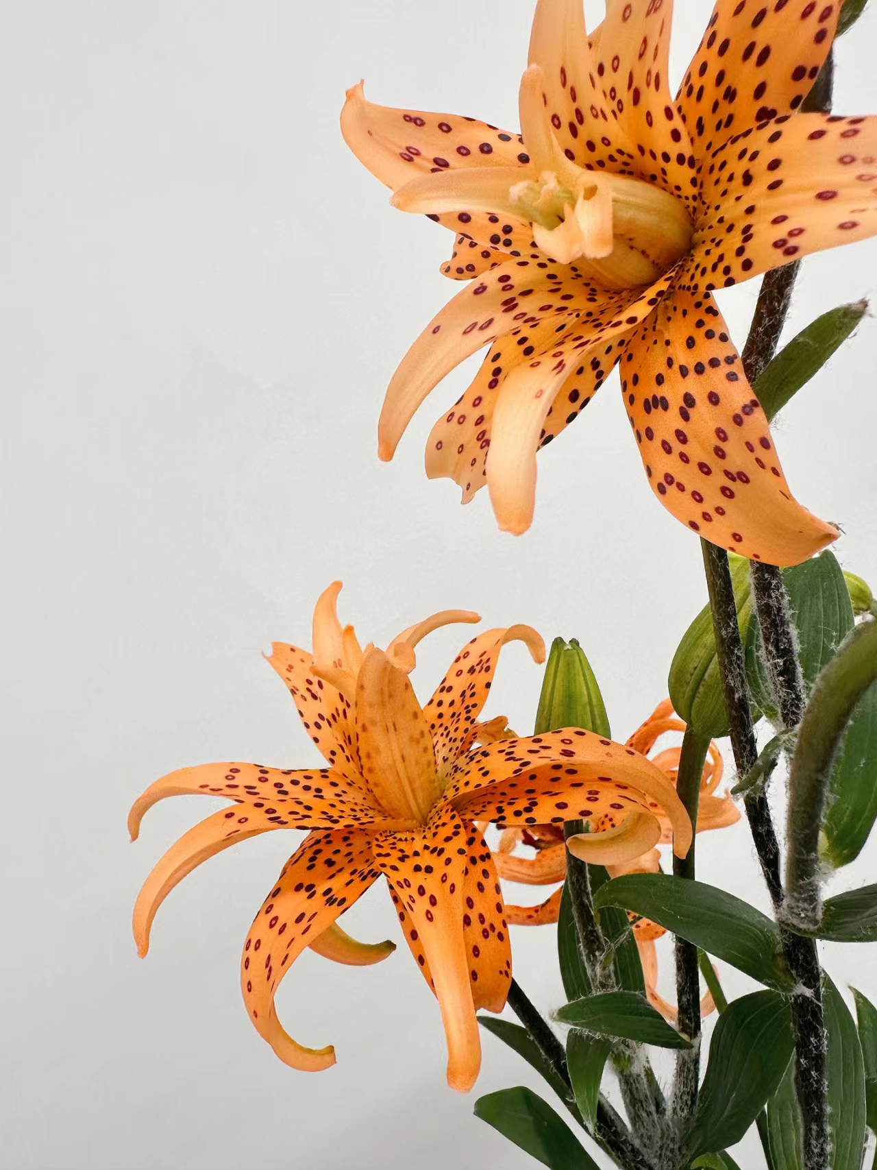 Double-Blossom Asiatic Lily - Tiger Skin Baby
