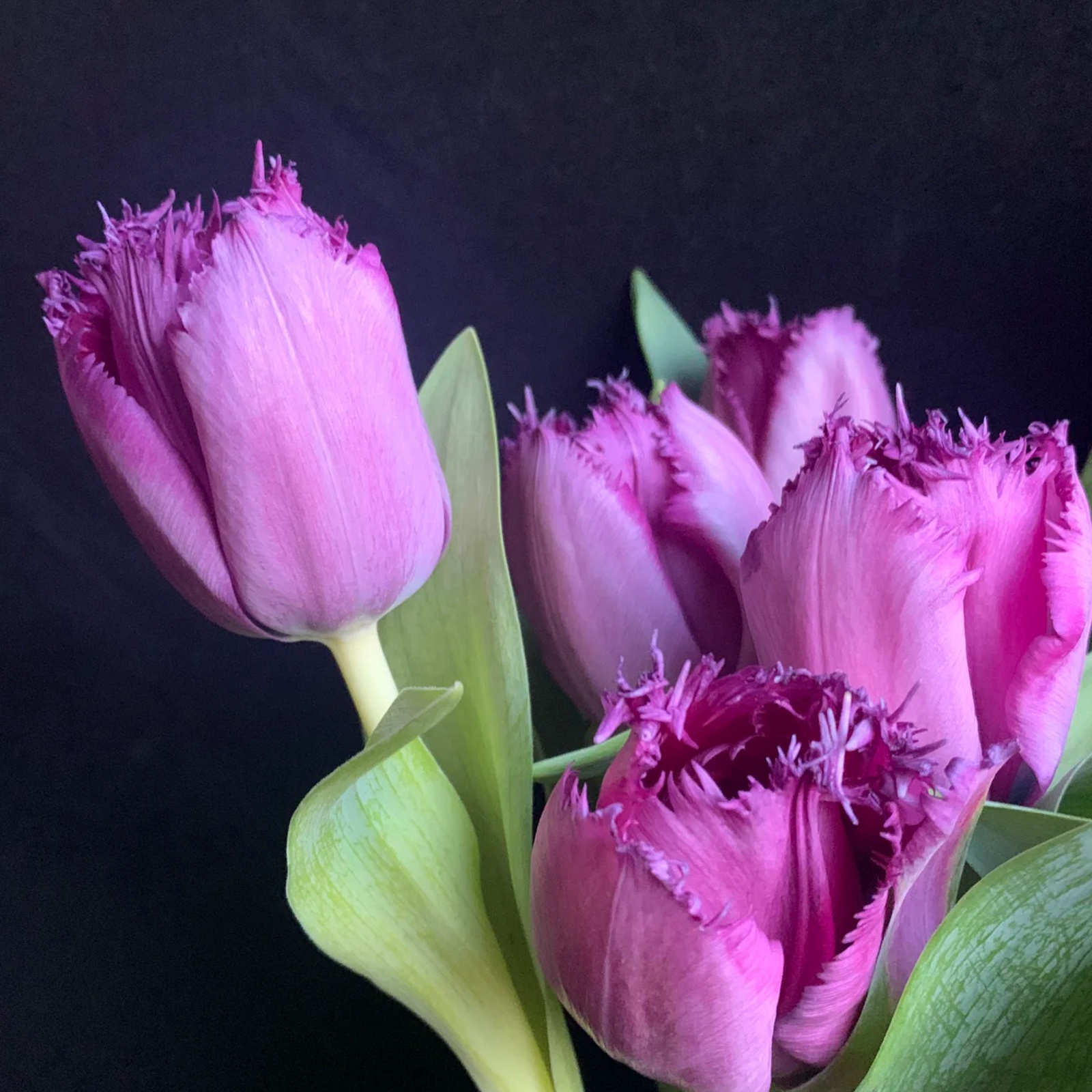 2024NEW🌷Frill Tulip seeds