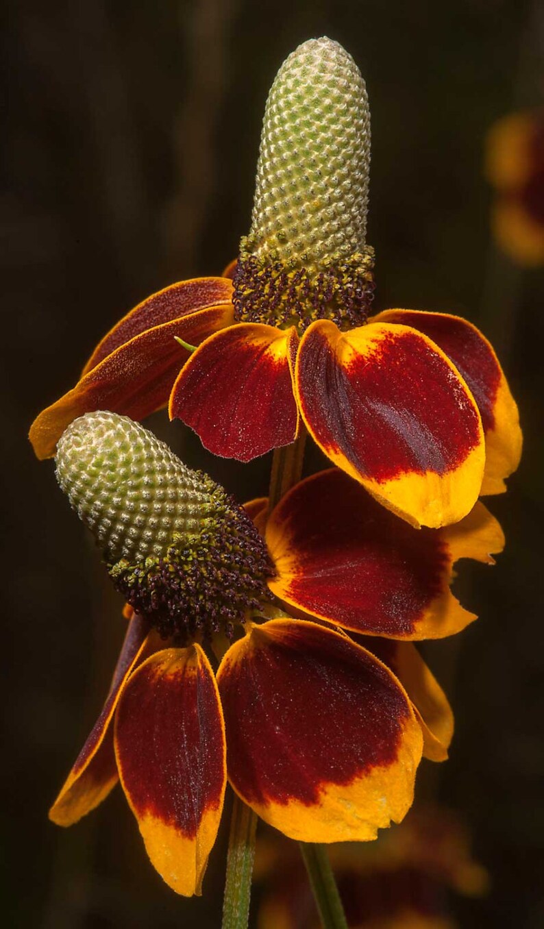 Ratibida columnifera | Mexican Hats | Grey Headed Coneflower