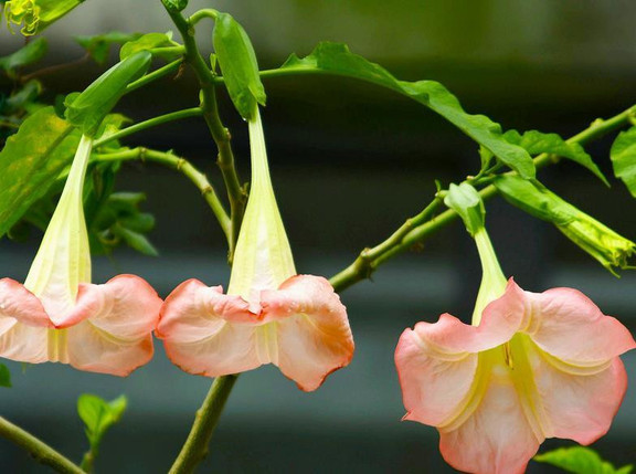 50pcs/Bag Datura Brugmansia Seeds Potted Bonsai Trumpets Angel Flower Seeds
